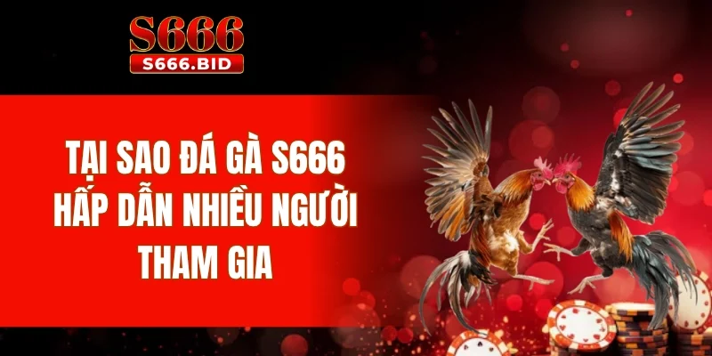 Tại sao đá gà S666 hấp dẫn nhiều người tham gia
